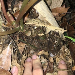 Begonia chuyunshanensis