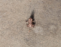 Uperodon taprobanicus