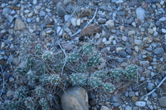 Grusonia grahamii