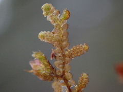 Frullania nisquallensis