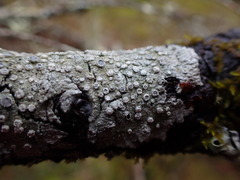 Pertusaria subambigens