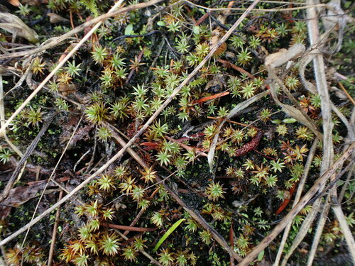 Pogonatum dentatum observed 2022-11-25