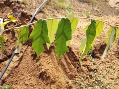 Pterospermum suberifolium