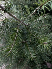 Pseudotsuga wilsoniana