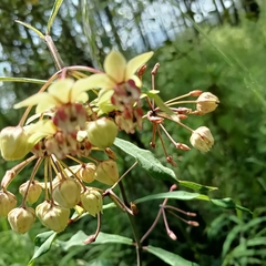 Asclepias auriculata