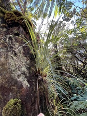 Astelia argyrocoma