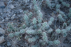 Grusonia grahamii