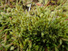 Racomitrium lanuginosum