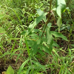 Asclepias auriculata