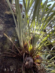 Astelia argyrocoma