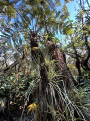 Astelia argyrocoma