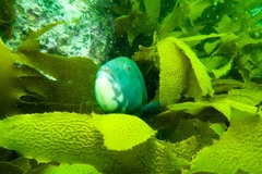 Notolabrus parilus