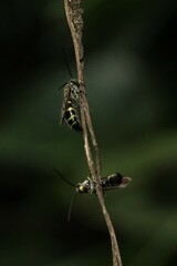 Phalerimeris phalerata