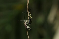 Phalerimeris phalerata