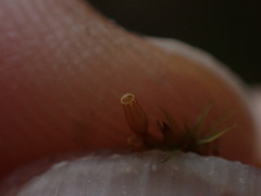 Orthotrichum columbicum