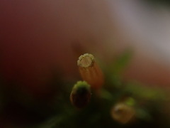 Orthotrichum columbicum