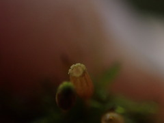 Orthotrichum columbicum