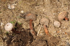 Tulostoma rufum
