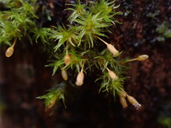 Orthotrichum columbicum