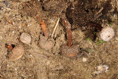 Tulostoma rufum