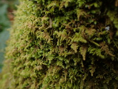 Claopodium crispifolium
