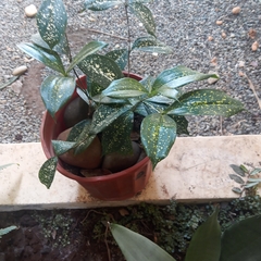 Dracaena surculosa