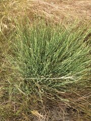 Calocephalus lacteus