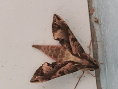 Eupanacra