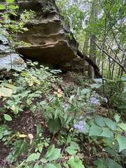 Symphyotrichum shortii