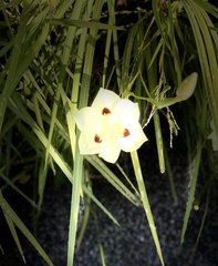 Dietes bicolor