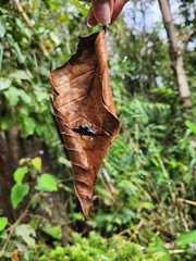 Gasteracantha diardi