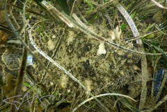 Pseudorhombus jenynsii