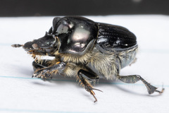 Onthophagus binodis