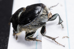 Onthophagus binodis