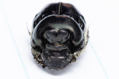 Onthophagus binodis