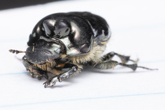Onthophagus binodis
