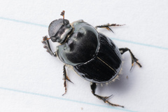 Onthophagus binodis