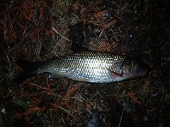 Semotilus corporalis