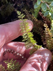 Adenophorus tamariscinus