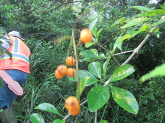 Duranta erecta