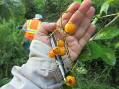 Duranta erecta