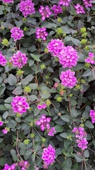 Lantana montevidensis