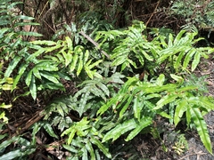 Blechnum wattsii