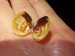 Laevicardium substriatum