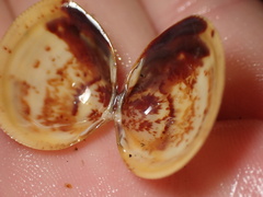 Laevicardium substriatum