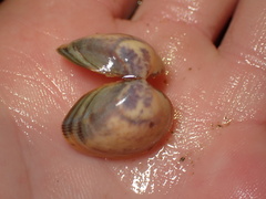 Laevicardium substriatum