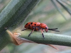 Crioceris duodecimpunctata