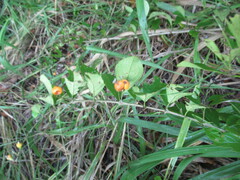 Duranta erecta
