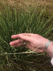 Calocephalus lacteus