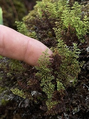 Adenophorus tamariscinus